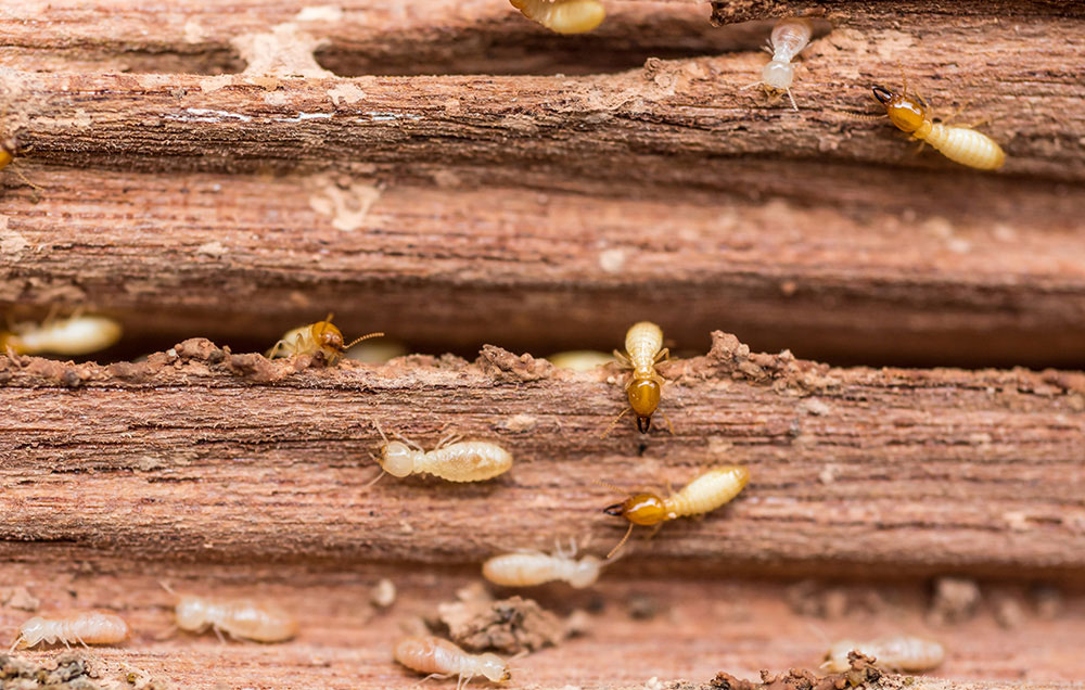 Quackpest-termites-o2